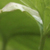 Ground Plant